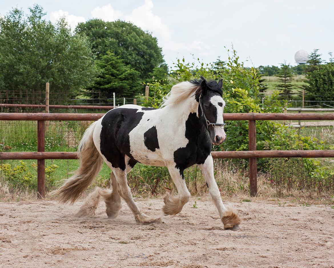 Irish Cob Gordon Blue billede 15