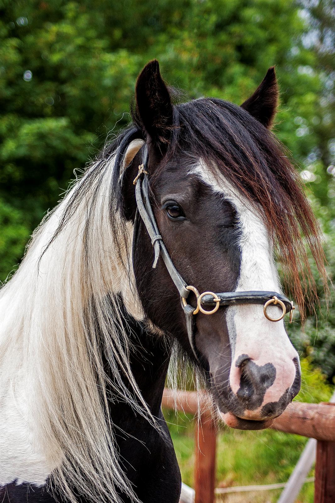 Irish Cob Gordon Blue billede 10