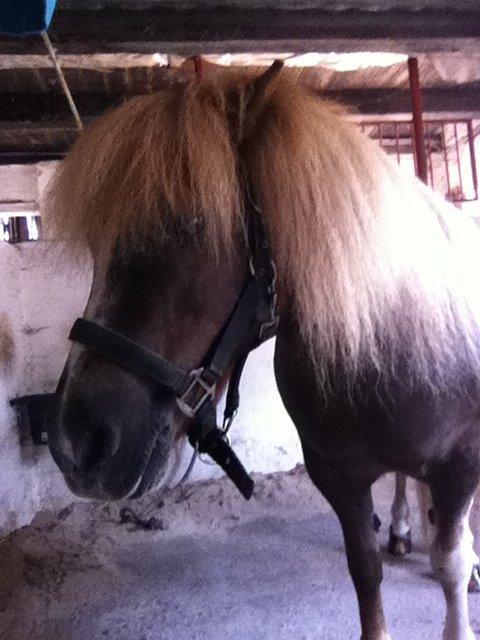 Anden særlig race Bob billede 20