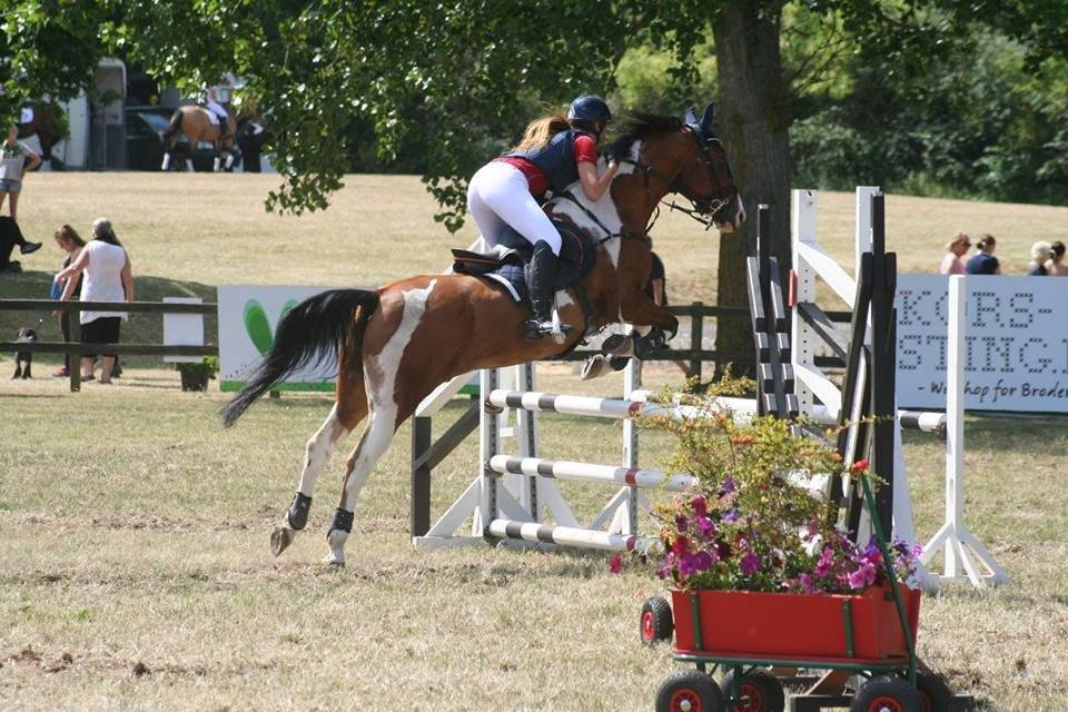 Pinto Robin - d4 horseshow  billede 12