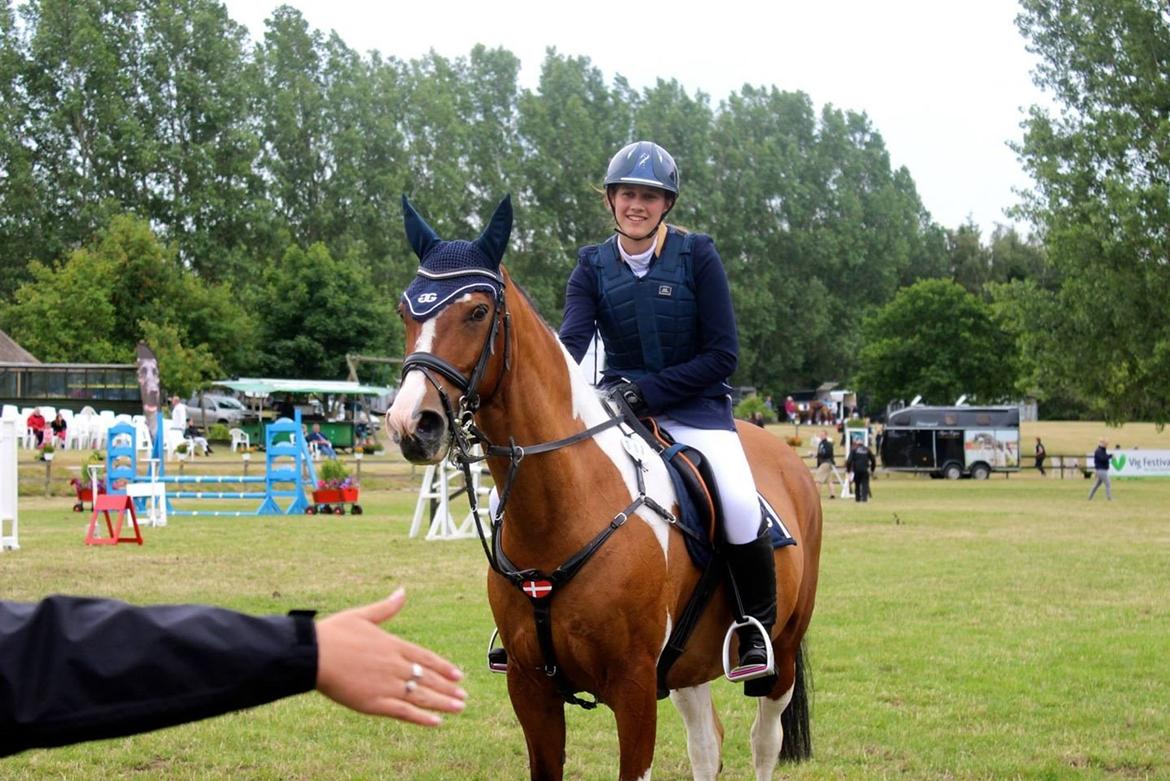 Pinto Robin - d4 horseshow -vinder af aluminium 1 kval  billede 15