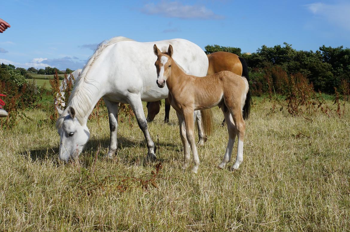 Connemara Auriklens Electric Ice billede 10