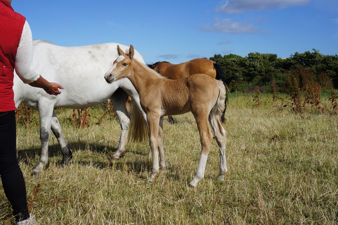 Connemara Auriklens Electric Ice billede 11