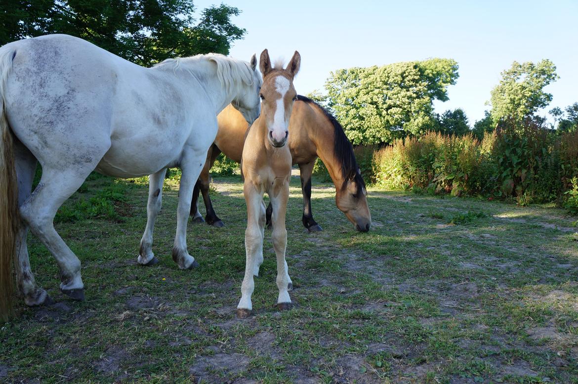 Connemara Auriklens Electric Ice billede 9
