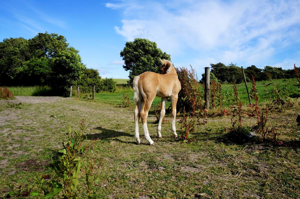 Connemara Auriklens Electric Ice billede 17