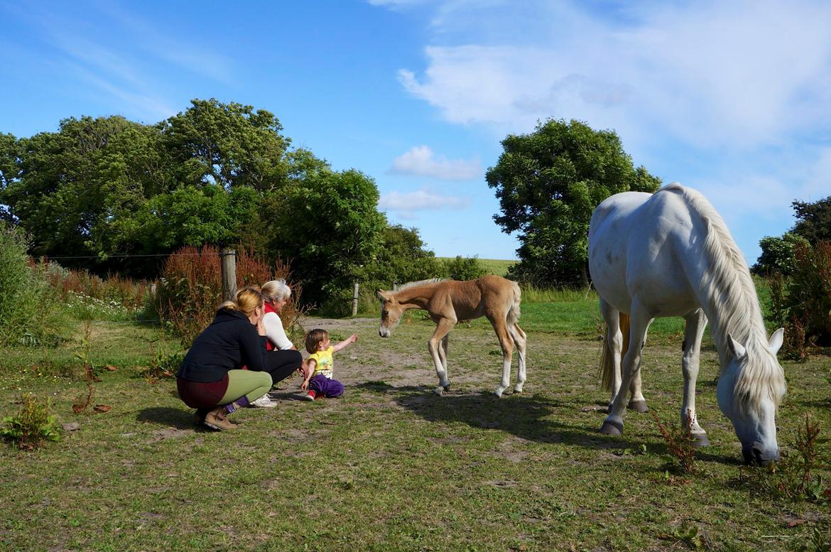 Connemara Auriklens Electric Ice billede 18