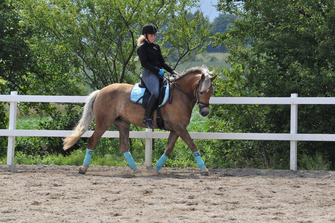 Haflinger Maggie Torp billede 9