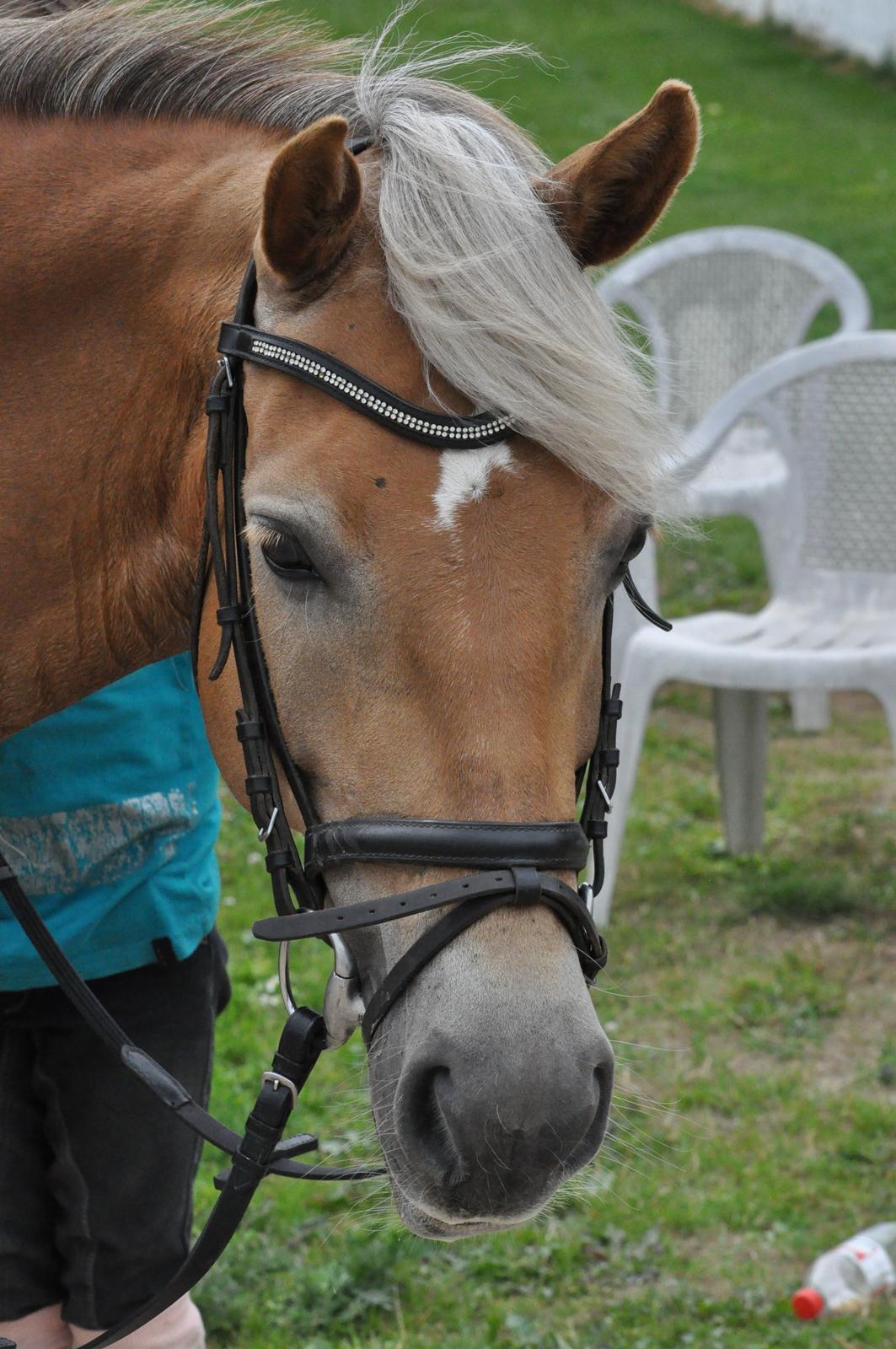 Haflinger Maggie Torp billede 10