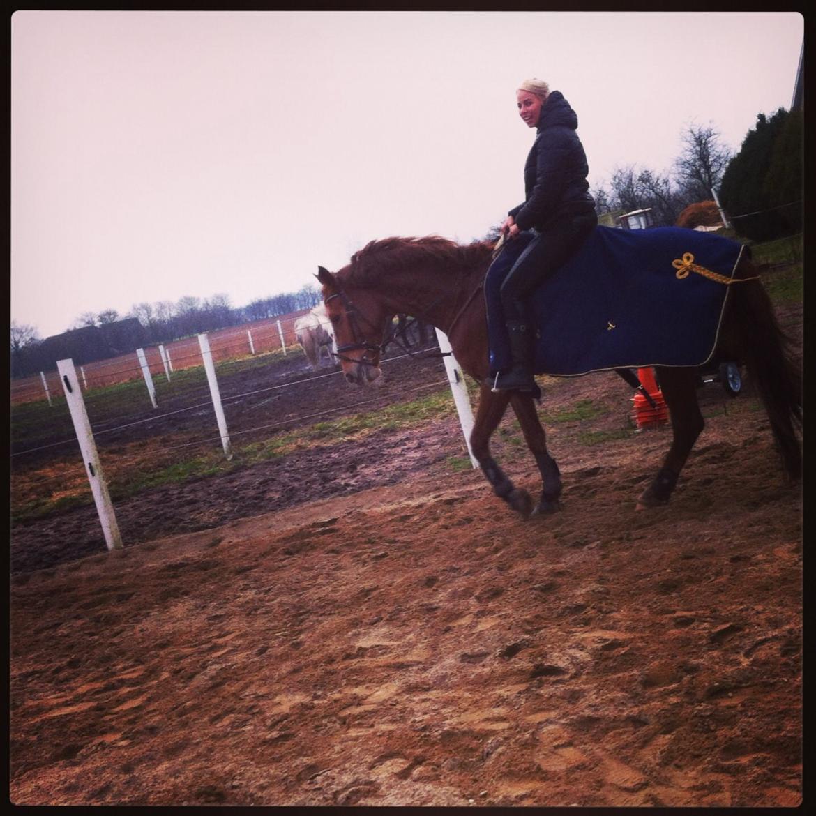 Dansk Varmblod Shipira billede 22