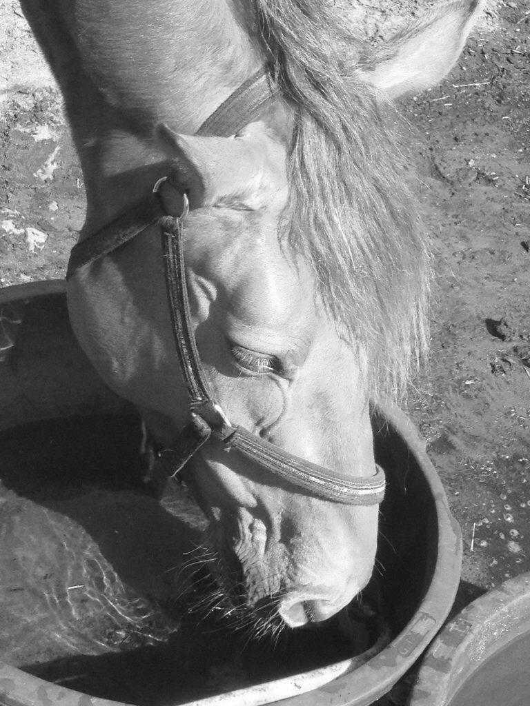 Dansk Varmblod Shipira billede 23