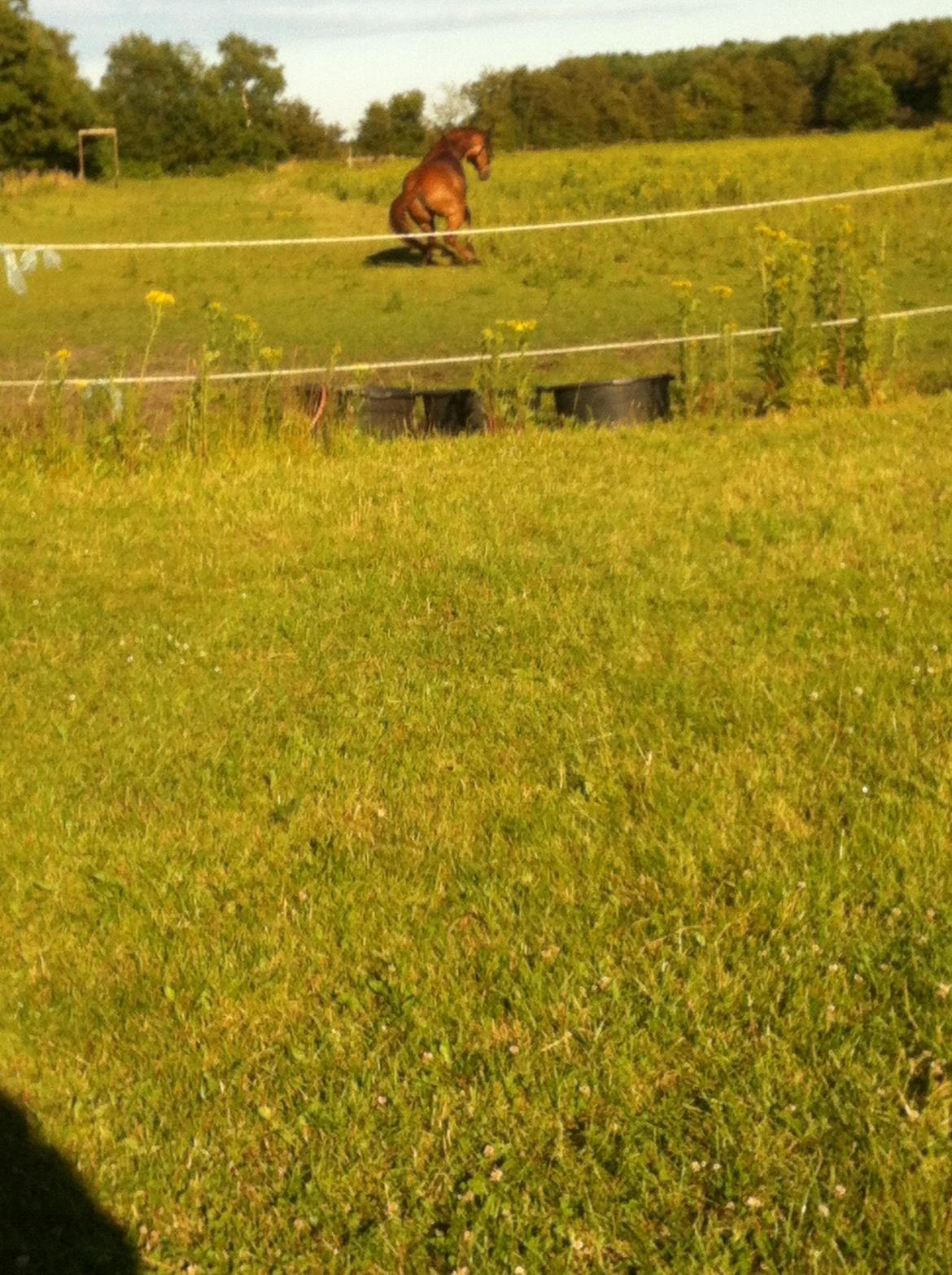 Dansk Varmblod Shipira billede 26