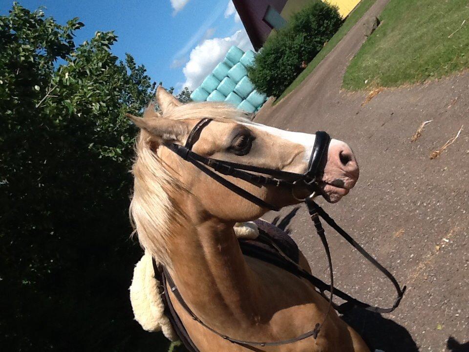 Anden særlig race  Fursten Fire        ( B-Pony ) billede 9