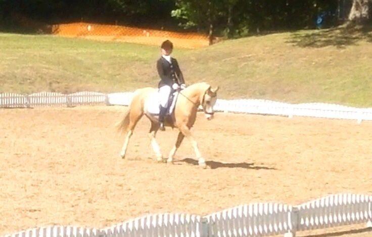 Anden særlig race  Fursten Fire        ( B-Pony ) billede 13