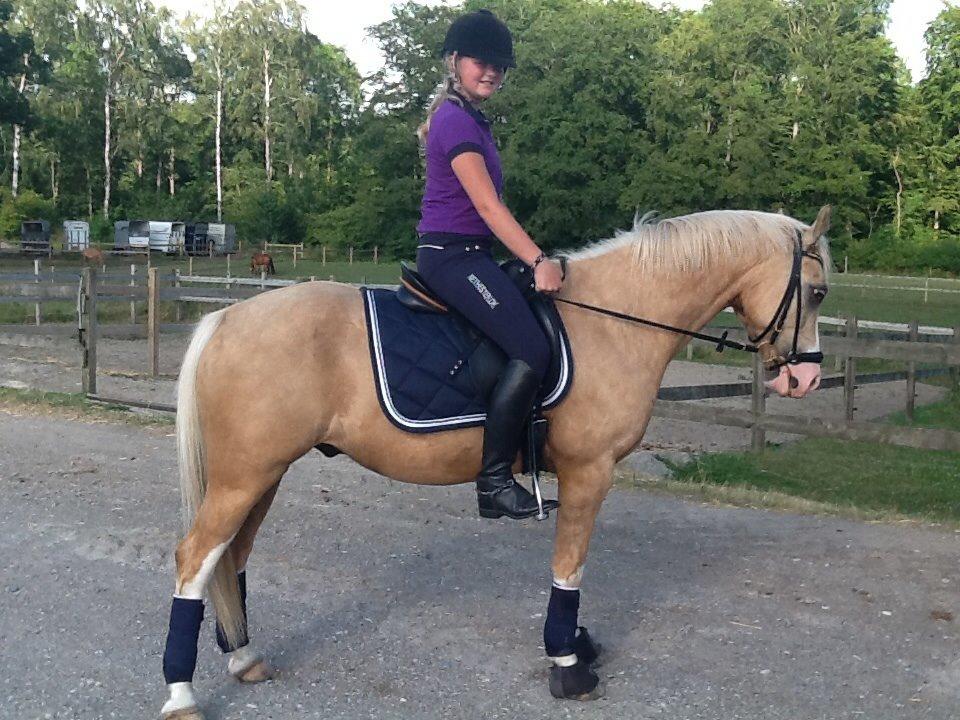 Anden særlig race  Fursten Fire        ( B-Pony ) billede 15