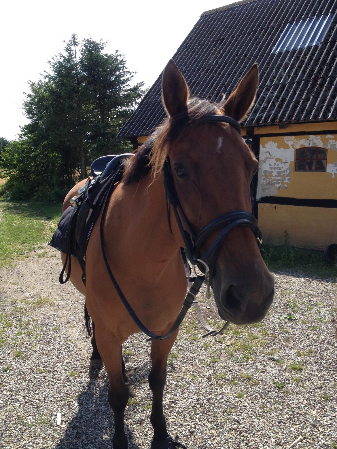 Traver Rosado (Rosa) - 07-07-2014 billede 20