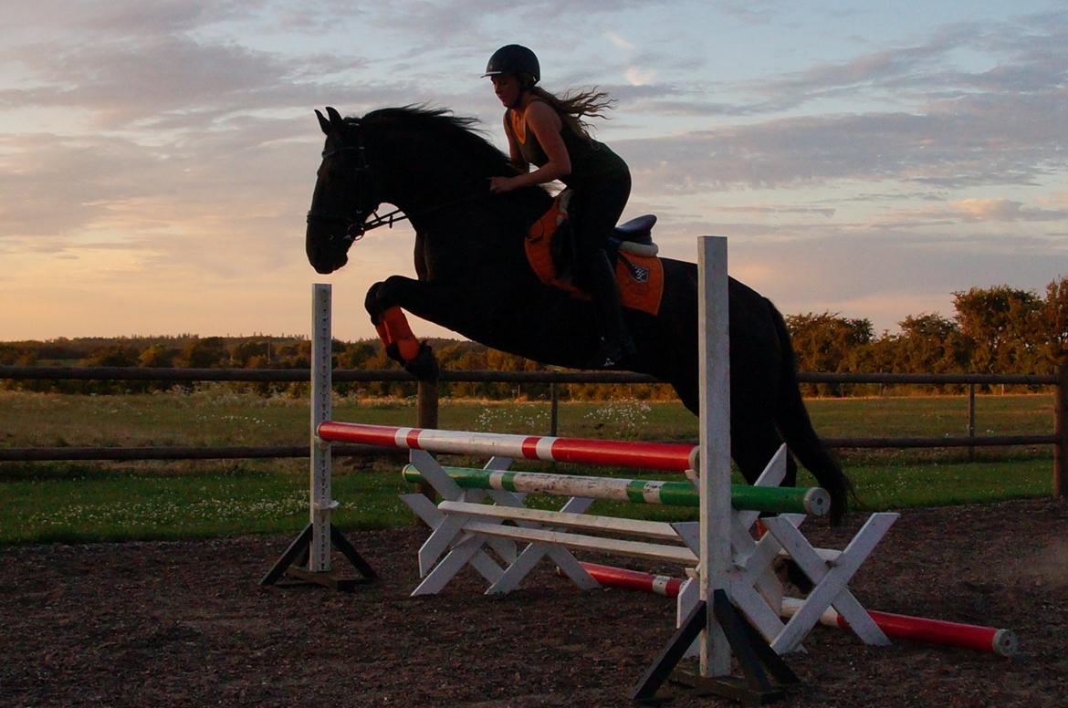 Anden særlig race KJÆRSGAARDS MOONLIGHT - Skøn springtræning juli 2014 billede 1