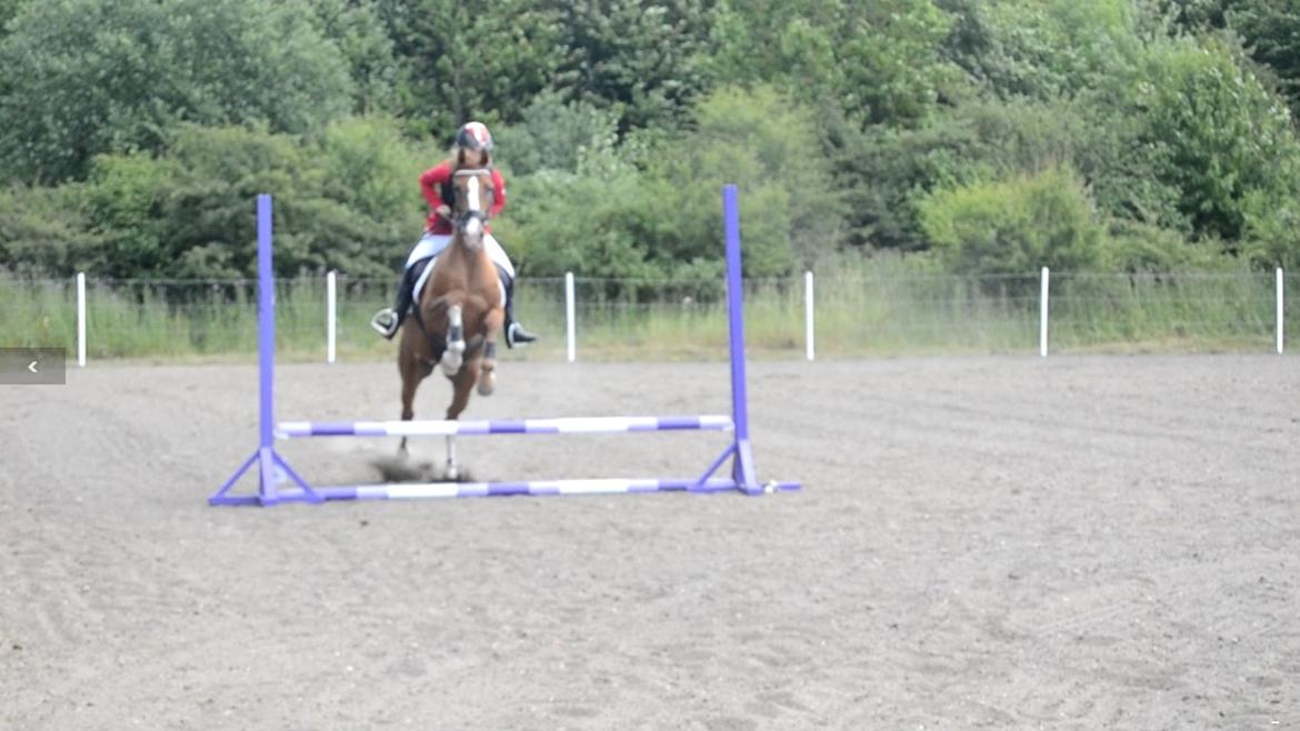 Anden særlig race Havens Astian billede 13