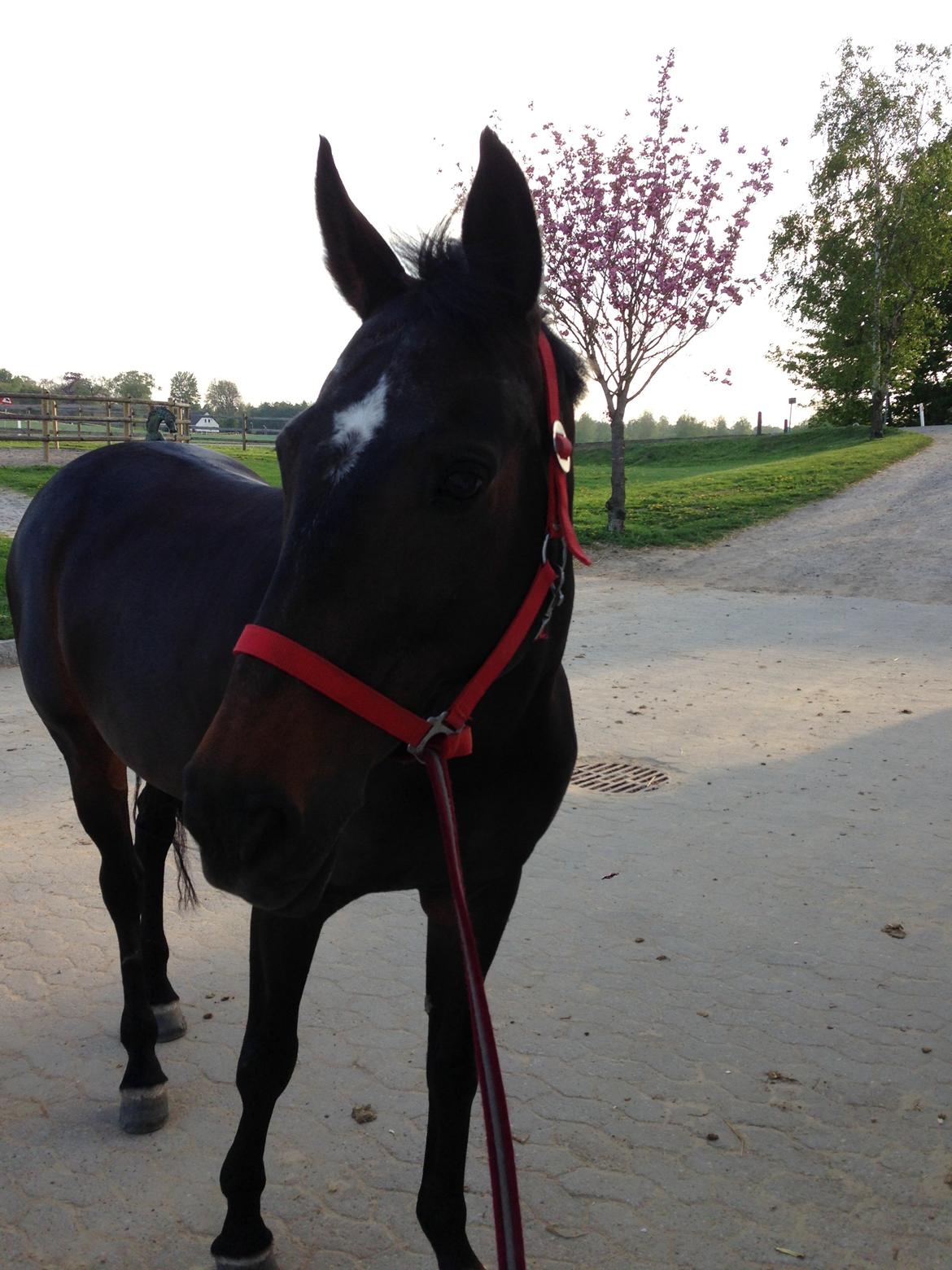 Dansk Varmblod Egges Vendetta billede 8