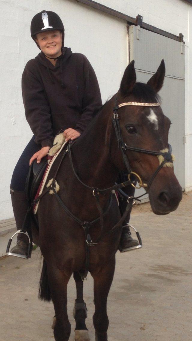 Dansk Varmblod Egges Vendetta billede 3