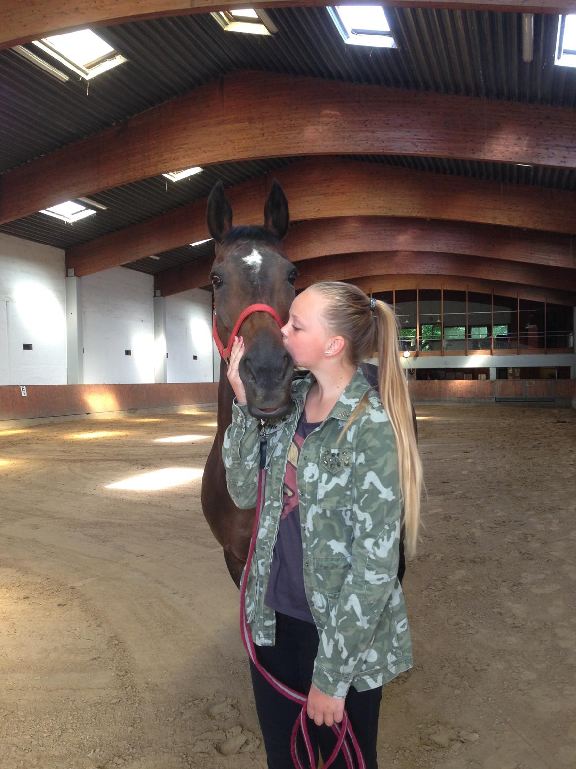 Dansk Varmblod Egges Vendetta billede 4