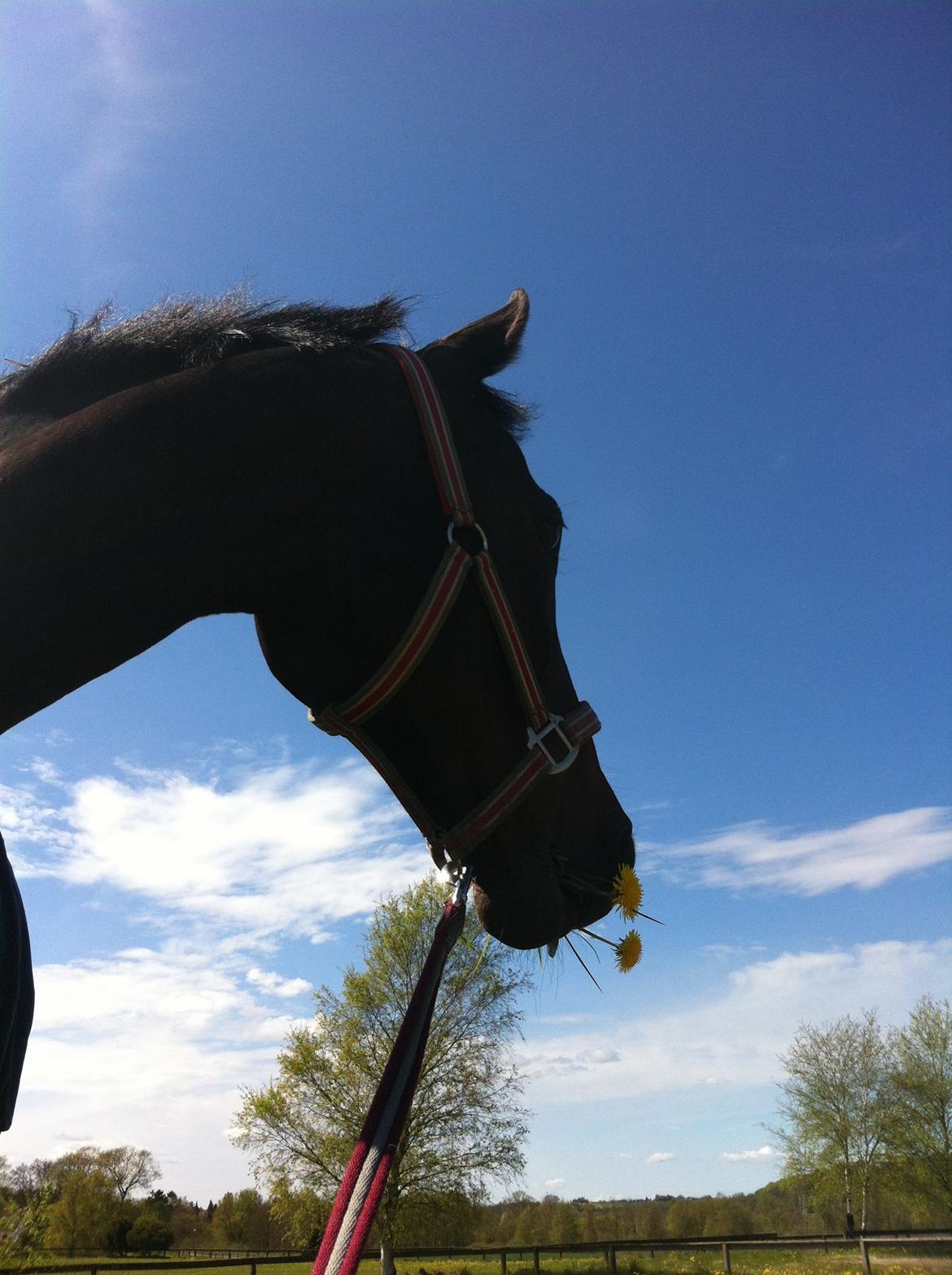 Dansk Varmblod Egges Vendetta billede 10