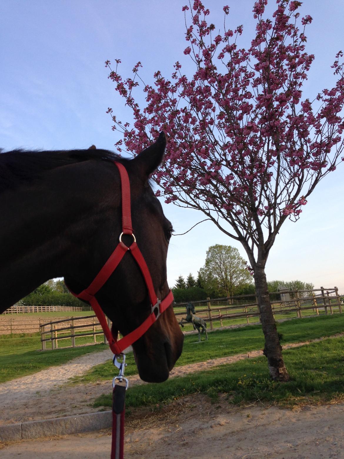 Dansk Varmblod Egges Vendetta billede 15