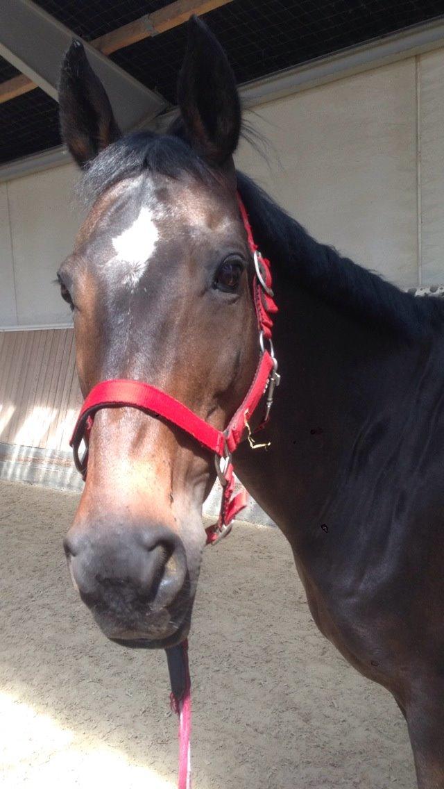 Dansk Varmblod Egges Vendetta billede 16