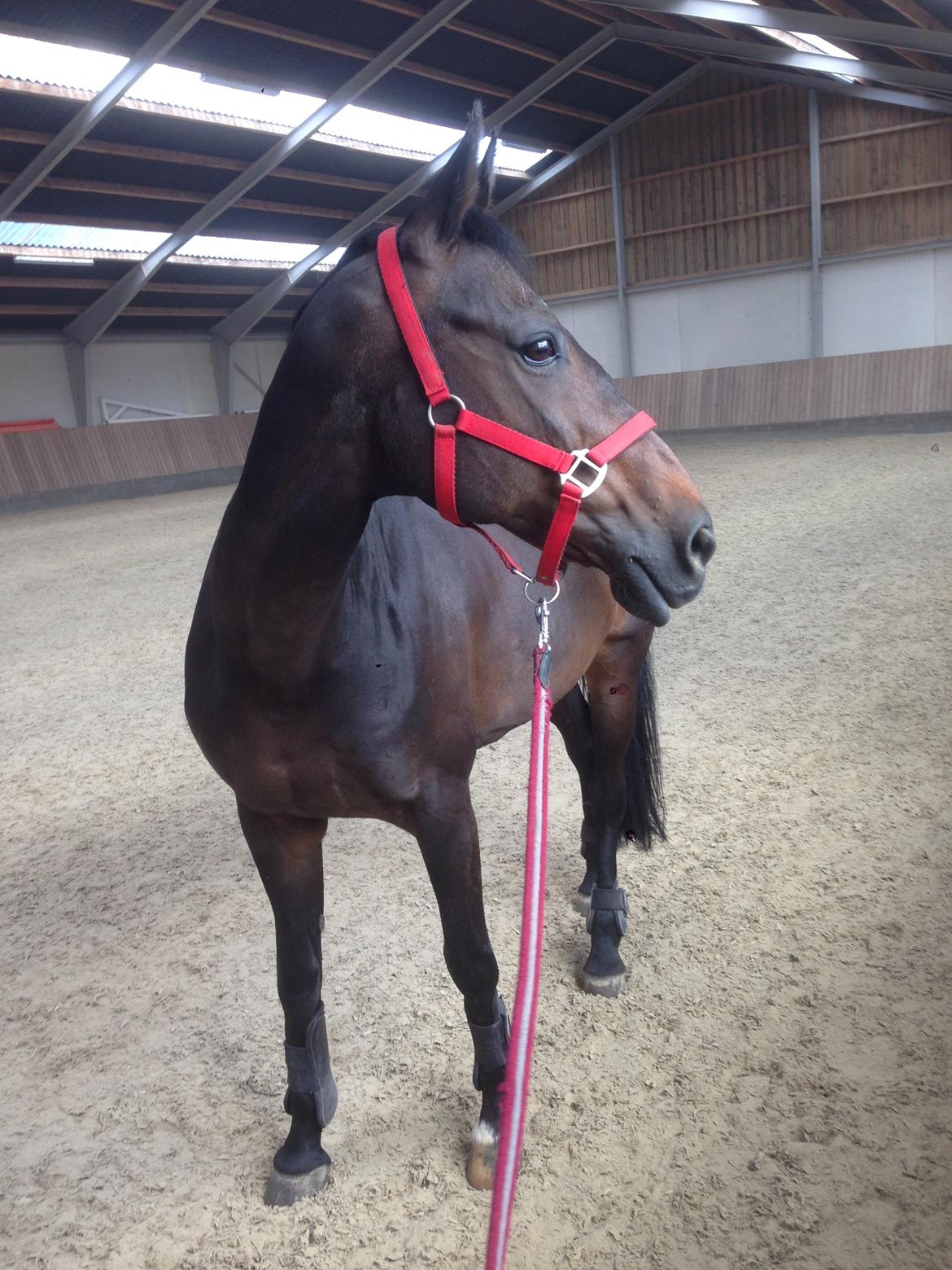 Dansk Varmblod Egges Vendetta billede 12