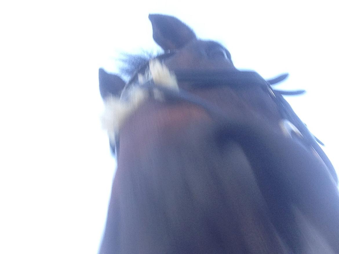 Dansk Varmblod Egges Vendetta billede 17