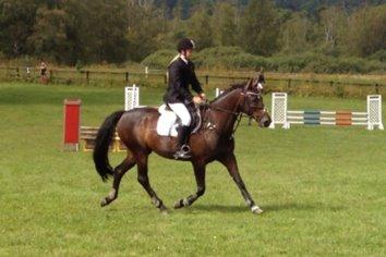 Dansk Varmblod Egges Vendetta billede 11