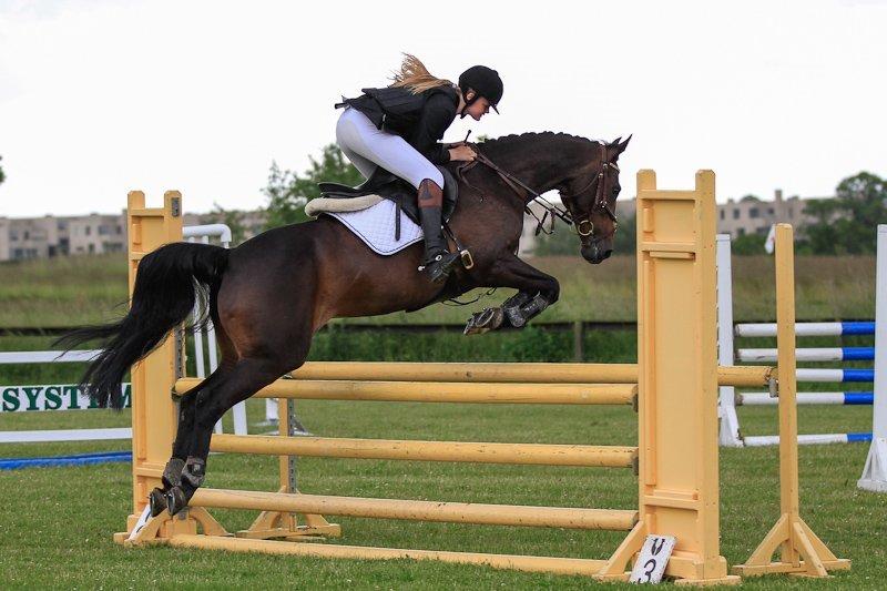 Dansk Varmblod Egges Vendetta billede 14