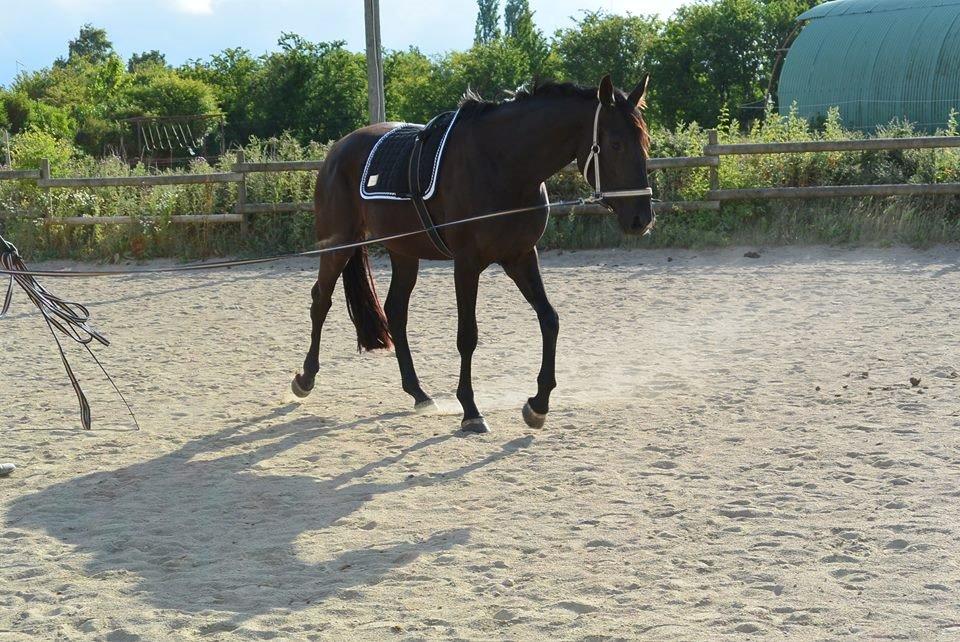 Dansk Varmblod Alphabeat - 2. juli 2014: Alphabeat i tilridning.  billede 24