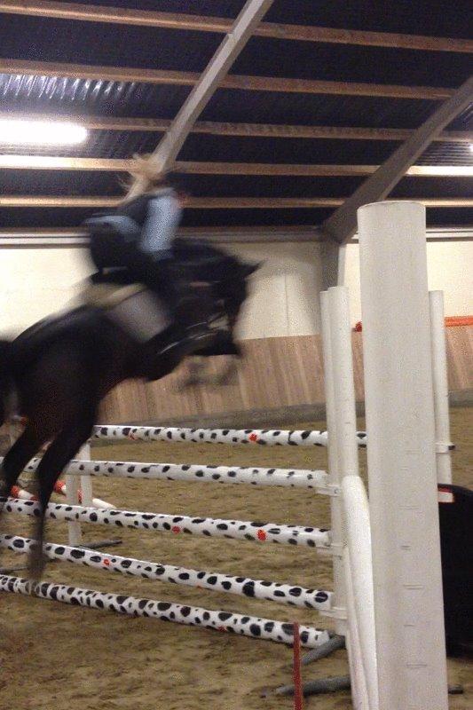 Dansk Varmblod Egges Vendetta billede 9