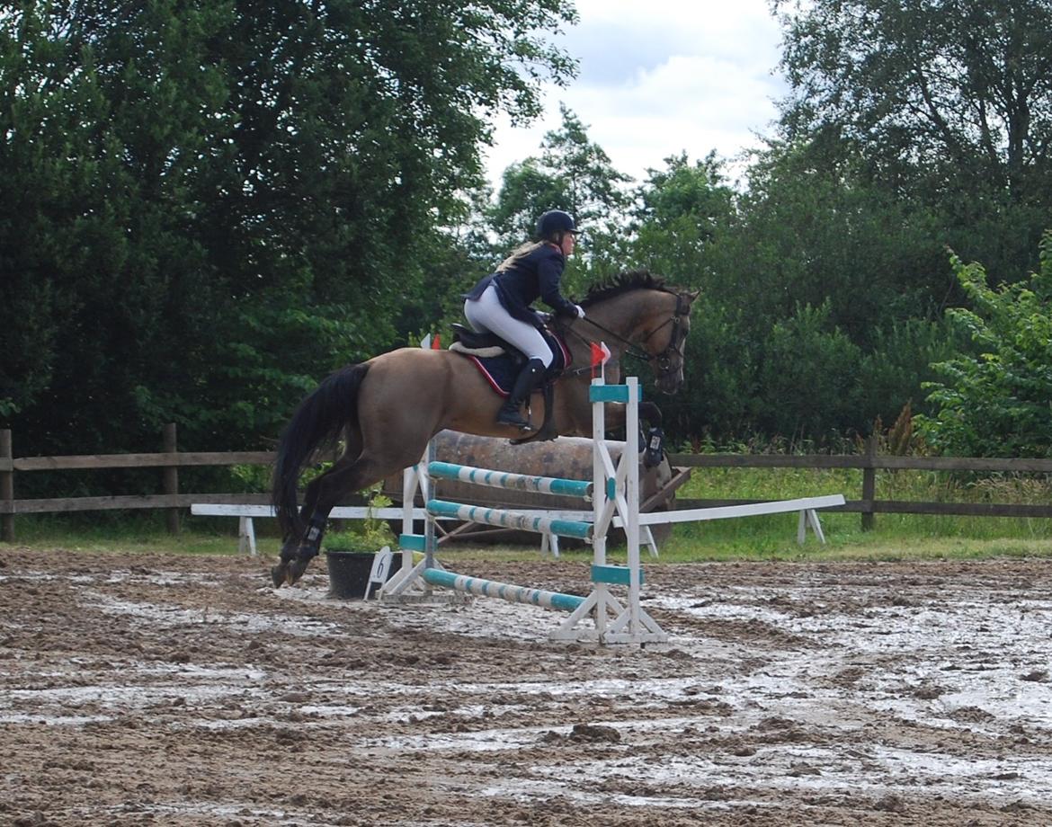 Akhal-Tekiner SHERHAN billede 25