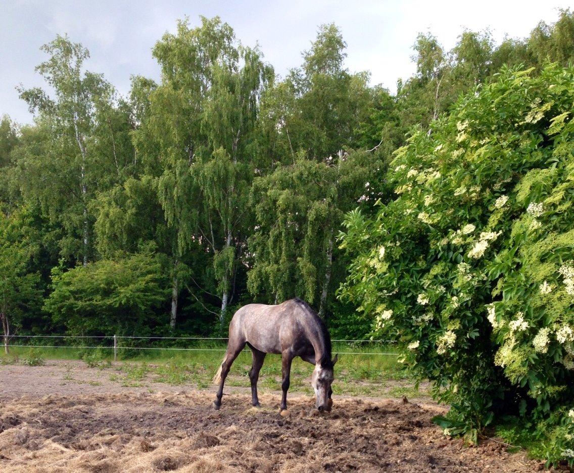 Dansk Varmblod Quintony By West - R.I.P - Q på folden i juni 2014 :)  billede 8