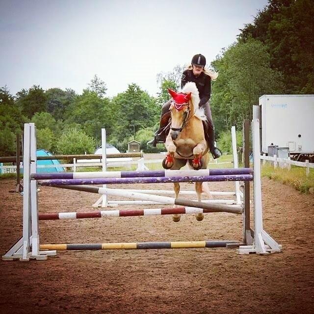 Haflinger Carola af lille Rosenlund - Mit et og Alt! <3 billede 2