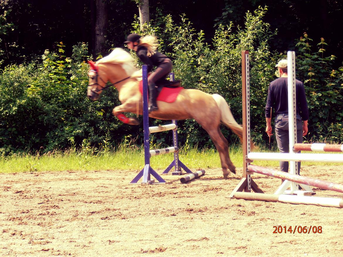 Haflinger Carola af lille Rosenlund billede 3