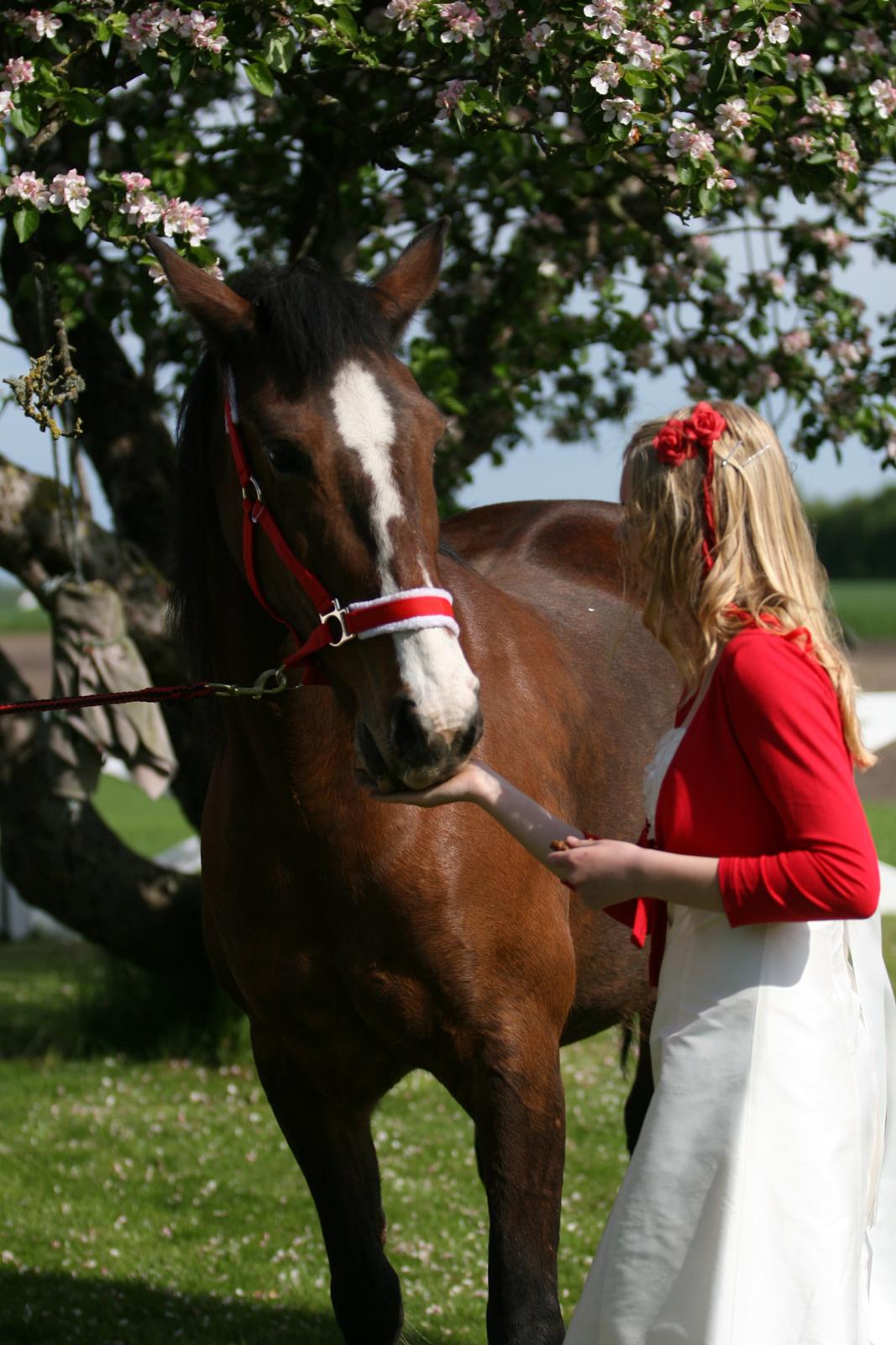 DSP Ronja  - Min konfirmation d. 16 (Holdt den 18. hos mor) Foto - Helle billede 15