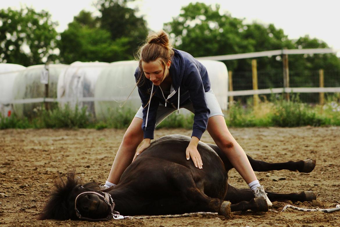 Shetlænder | Michak's Rosie MacGee - Døde pony xD ♥ Juli 2014 | Foto: FHDK  billede 1