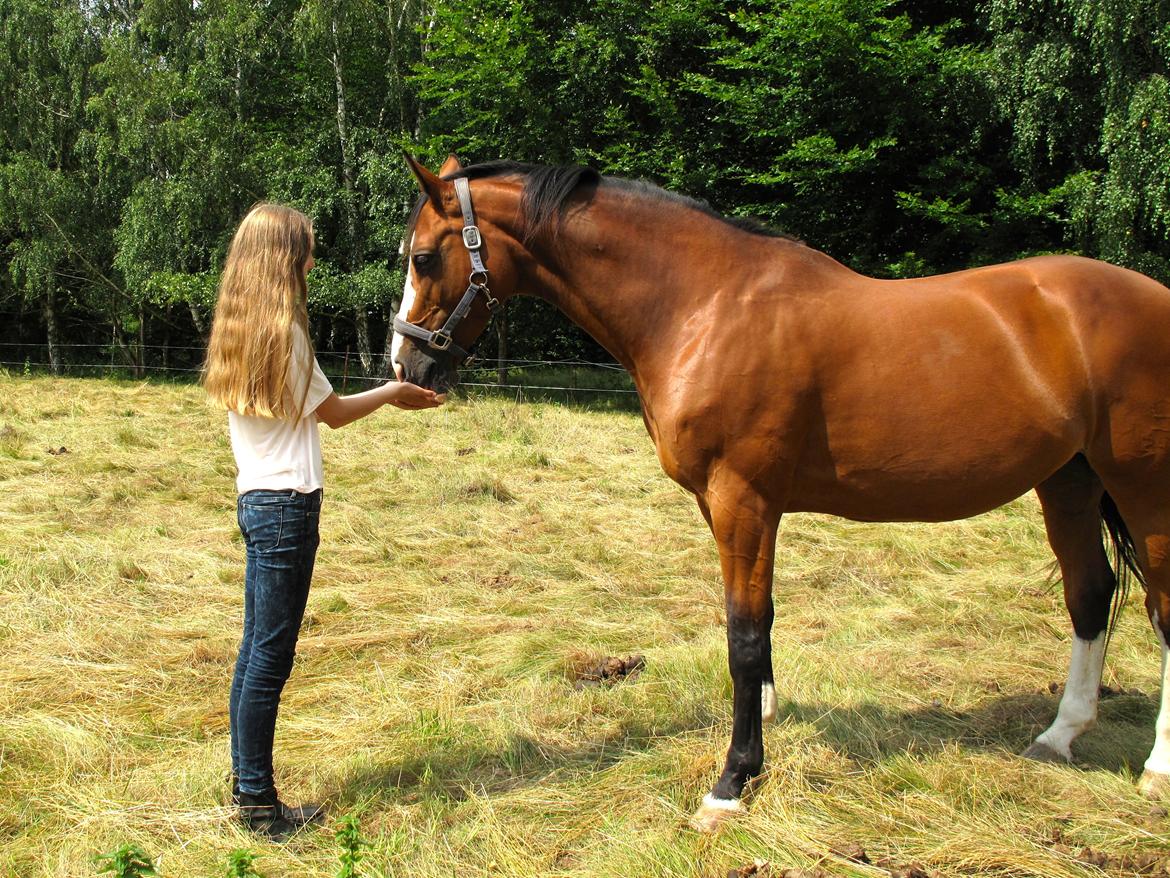 Dansk Varmblod Karisma Kildemark - Mens Karisma var syg<3 billede 2