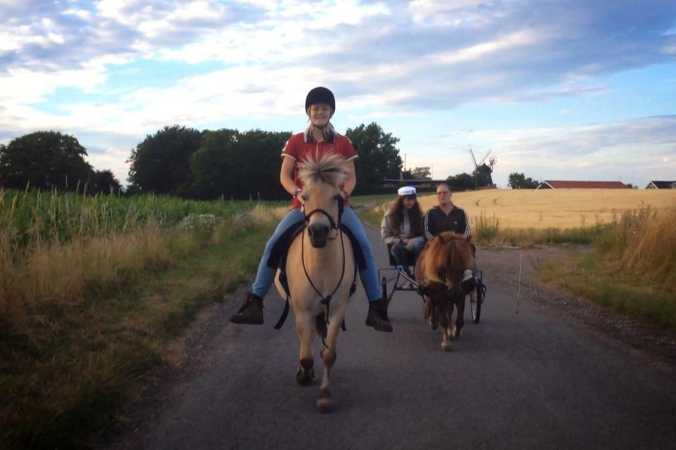 Anden særlig race Følle - På tur - juli 2014 billede 4