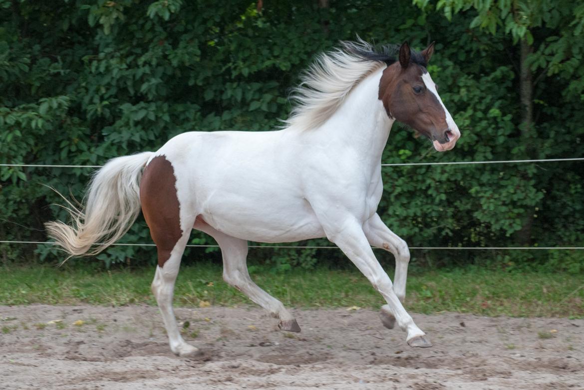 Anden særlig race Plet - Horses - if God made anything more beautiful, he kept it for himself. billede 17
