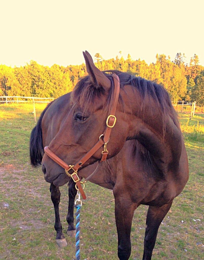 Traver Maja simoni billede 20