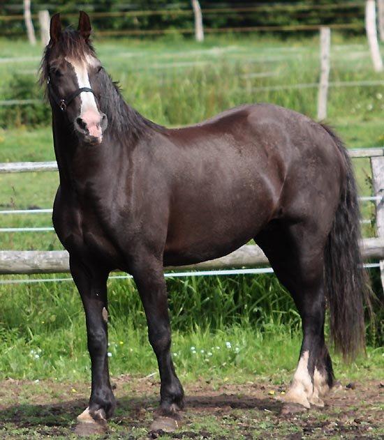 Welsh Cob (sec D) Llanwnen Sparkle - hendes mor Llanwnen Delwedd :D billede 14