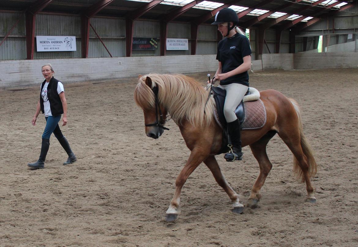 Islænder Fina-Gloa fra Jespergaard billede 5