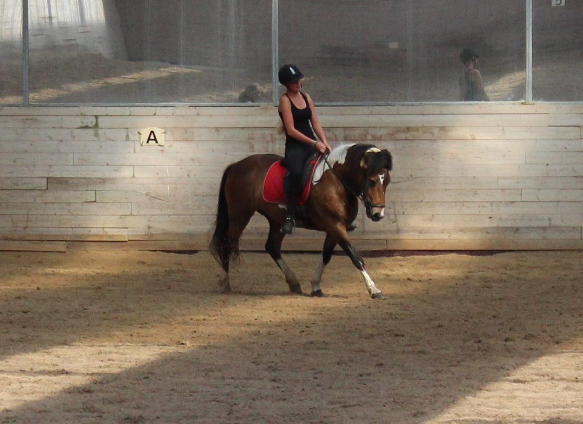 Islænder Embla fra Vesterlund billede 20