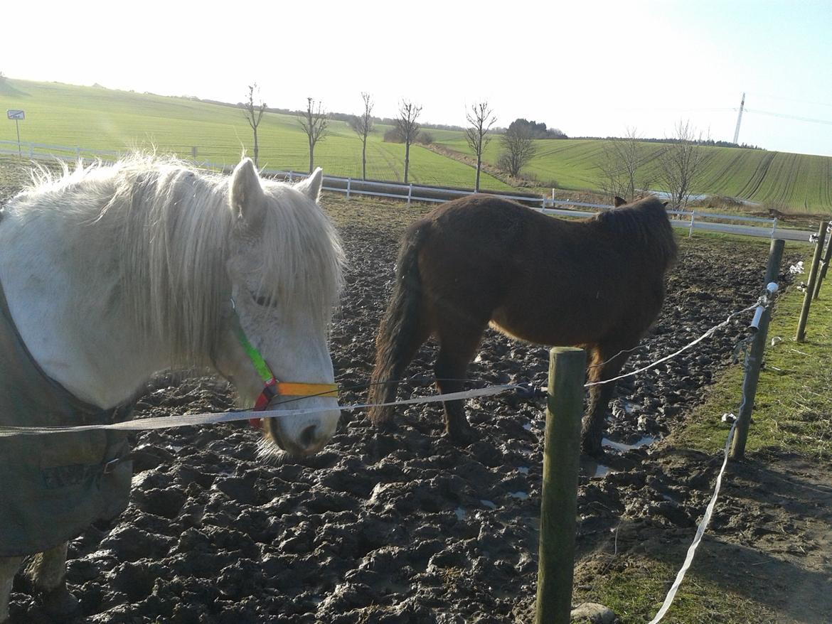 DSP Charmeur - Charmeur og Flicka billede 3