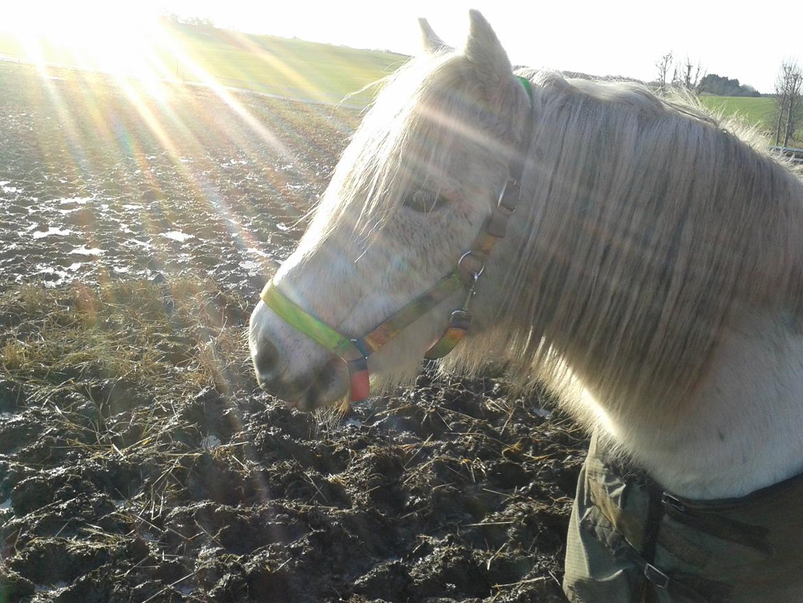 DSP Charmeur - Pjuskede pony <3 <3 <3 :D billede 6