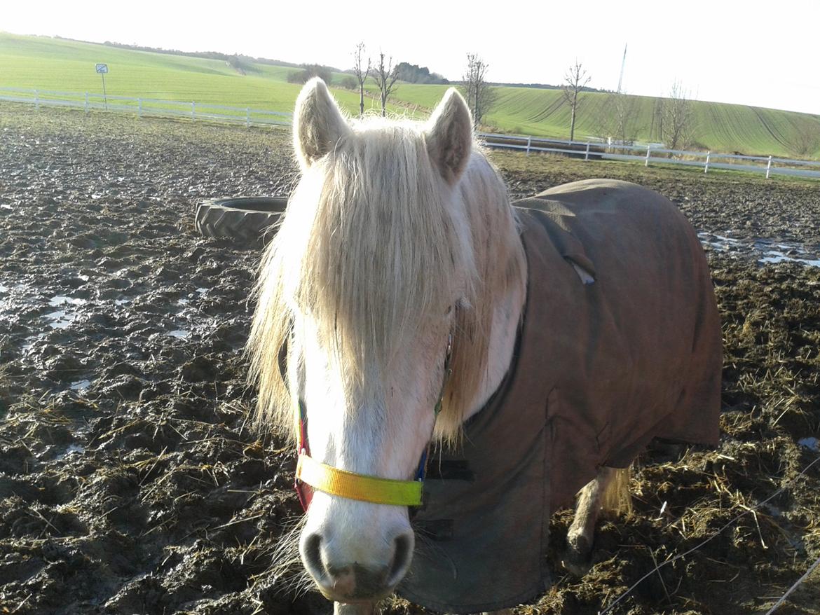 DSP Charmeur - En beskidt fold med en beskidt pony <3 billede 8
