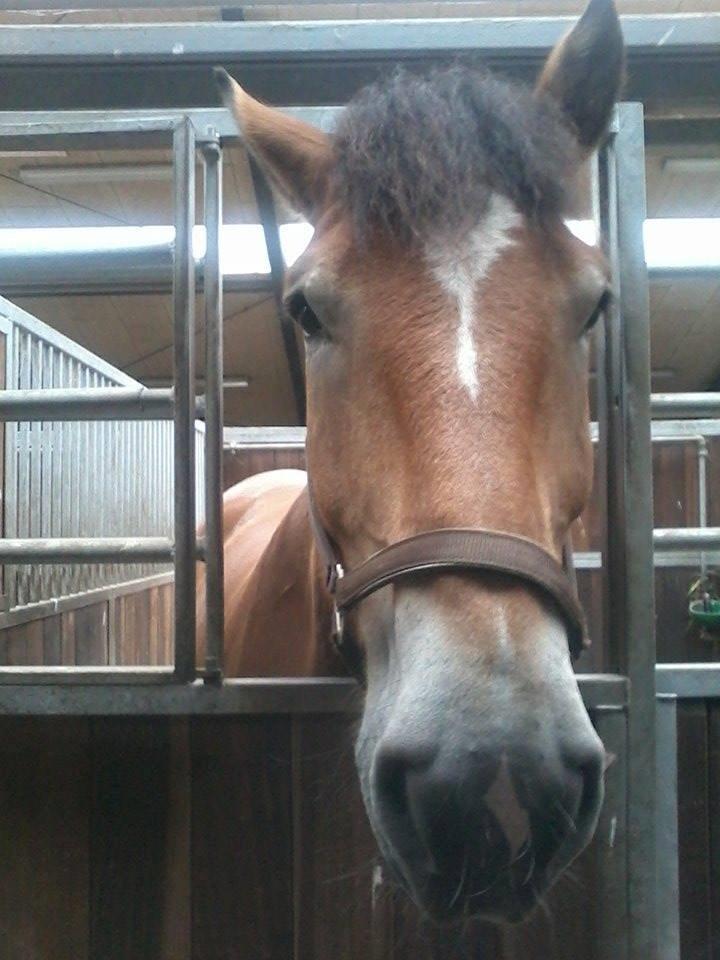 Ardenner Arne billede 4